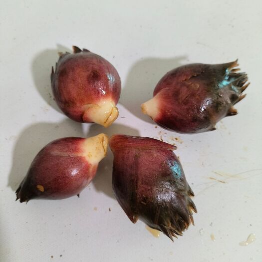 马关县新鲜阳菏上市洋菏