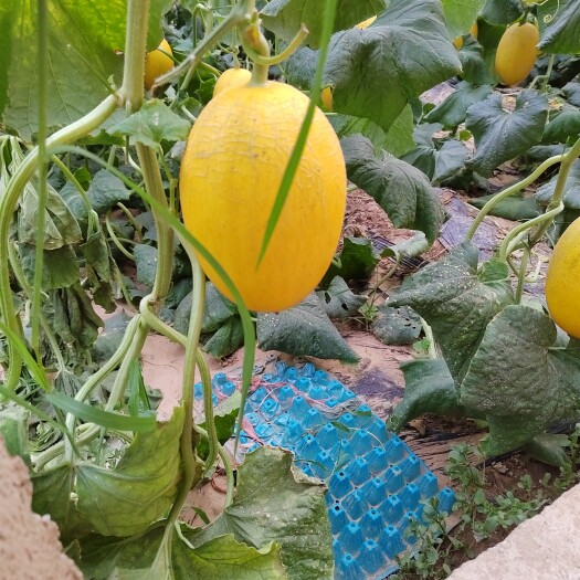 寿光市黄金蜜瓜黄小蜜25