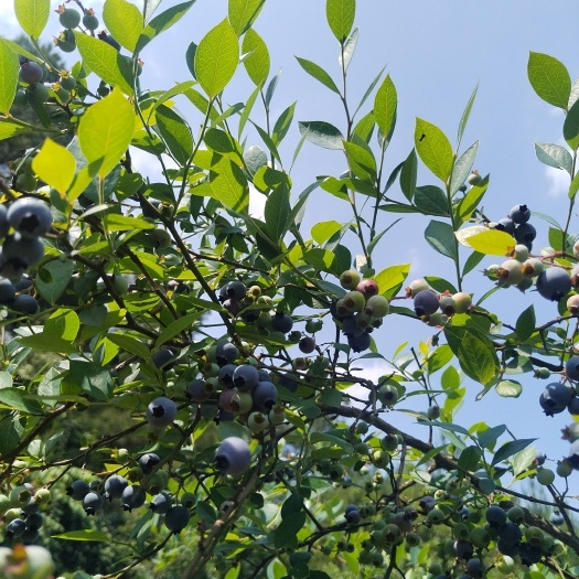 凯里市蓝莓