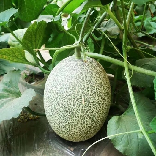 吐鲁番新疆吐鲁番西州蜜哈密瓜新鲜采摘直达批发零售