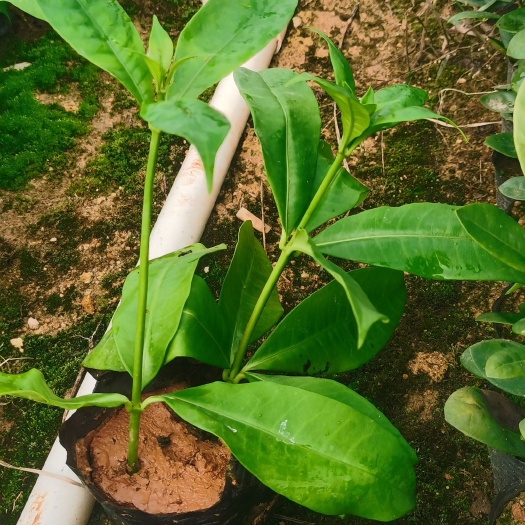 软枝黄蝉