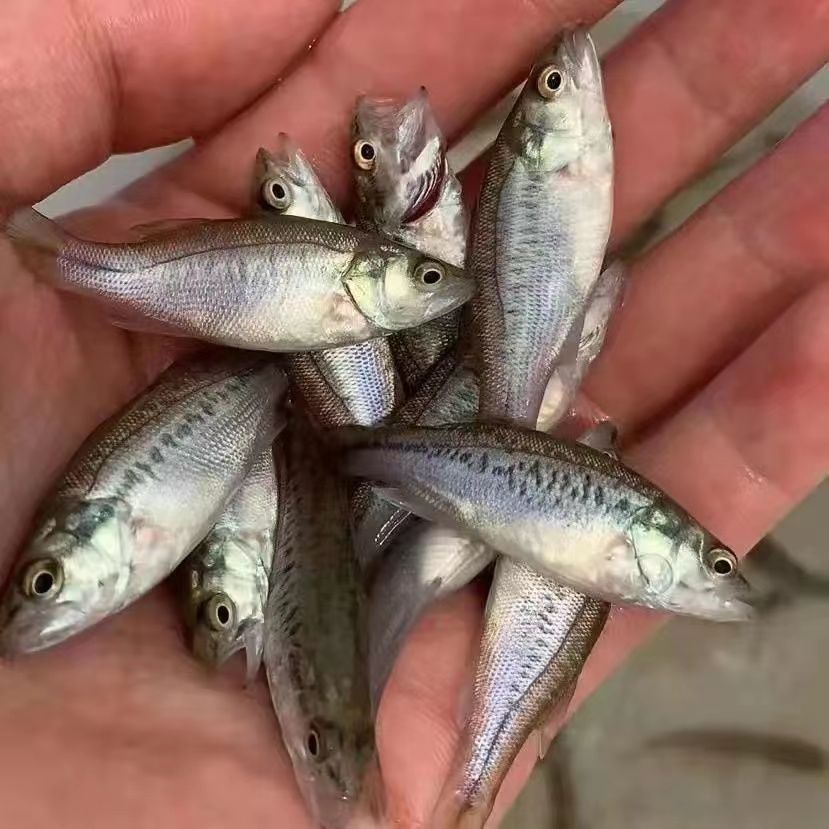 加州鲈鱼苗