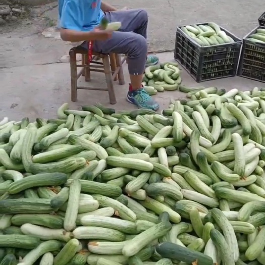 彭州市白黄瓜