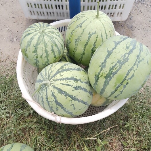 东安县大西瓜