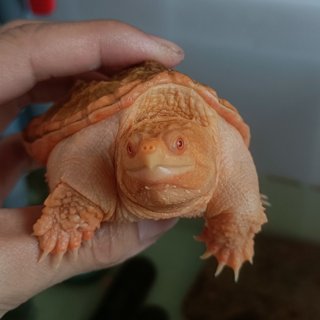 ƽдѪϵ׻С  ɽԤ