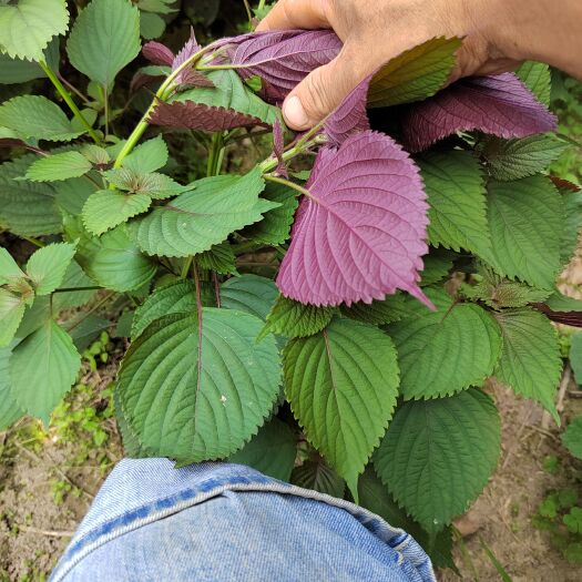 全州县2023年广西桂林种植紫苏叶，开始上市了，一手货源价格美丽。