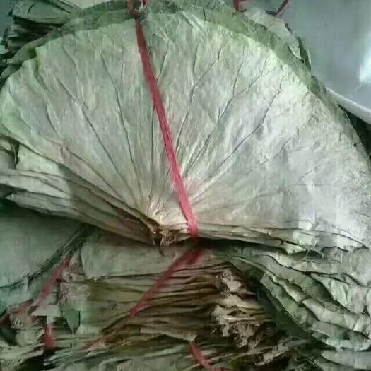 亳州2023年，新干荷叶叫花鸡荷叶，食品级荷叶，药用荷叶大货。