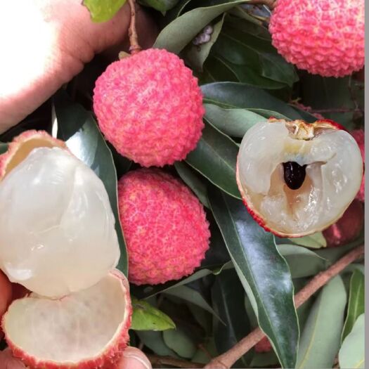 惠州惠州镇隆桂味荔枝