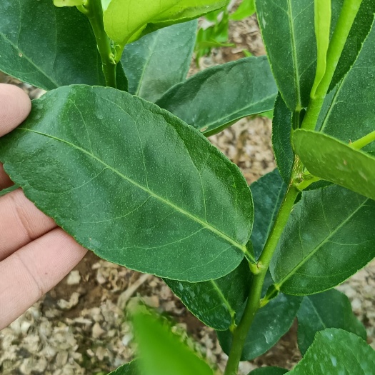 青柠檬苗