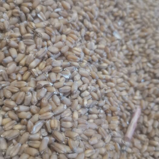 濉溪县大量出售发芽麦