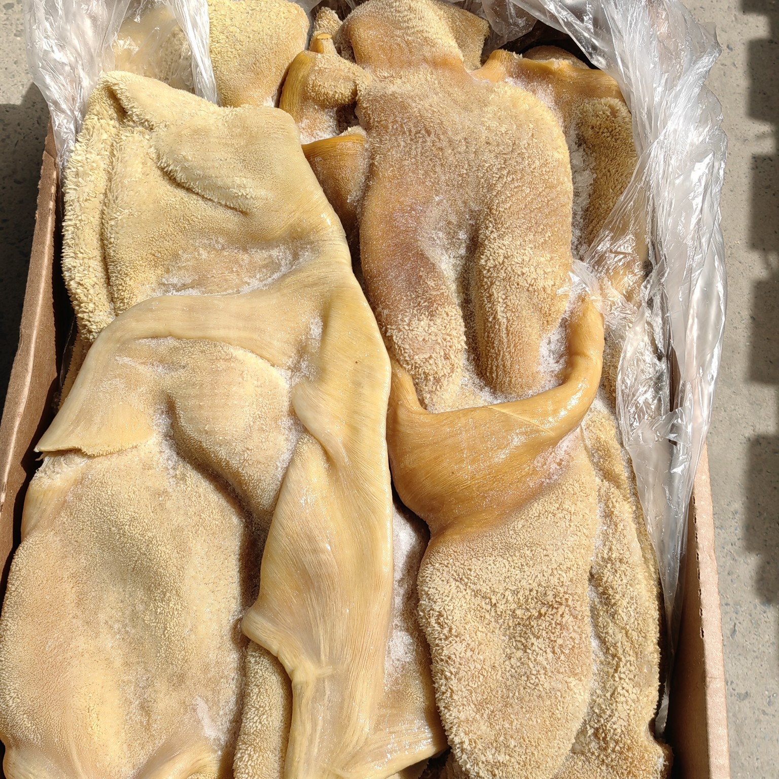 ֣ݴţǣû