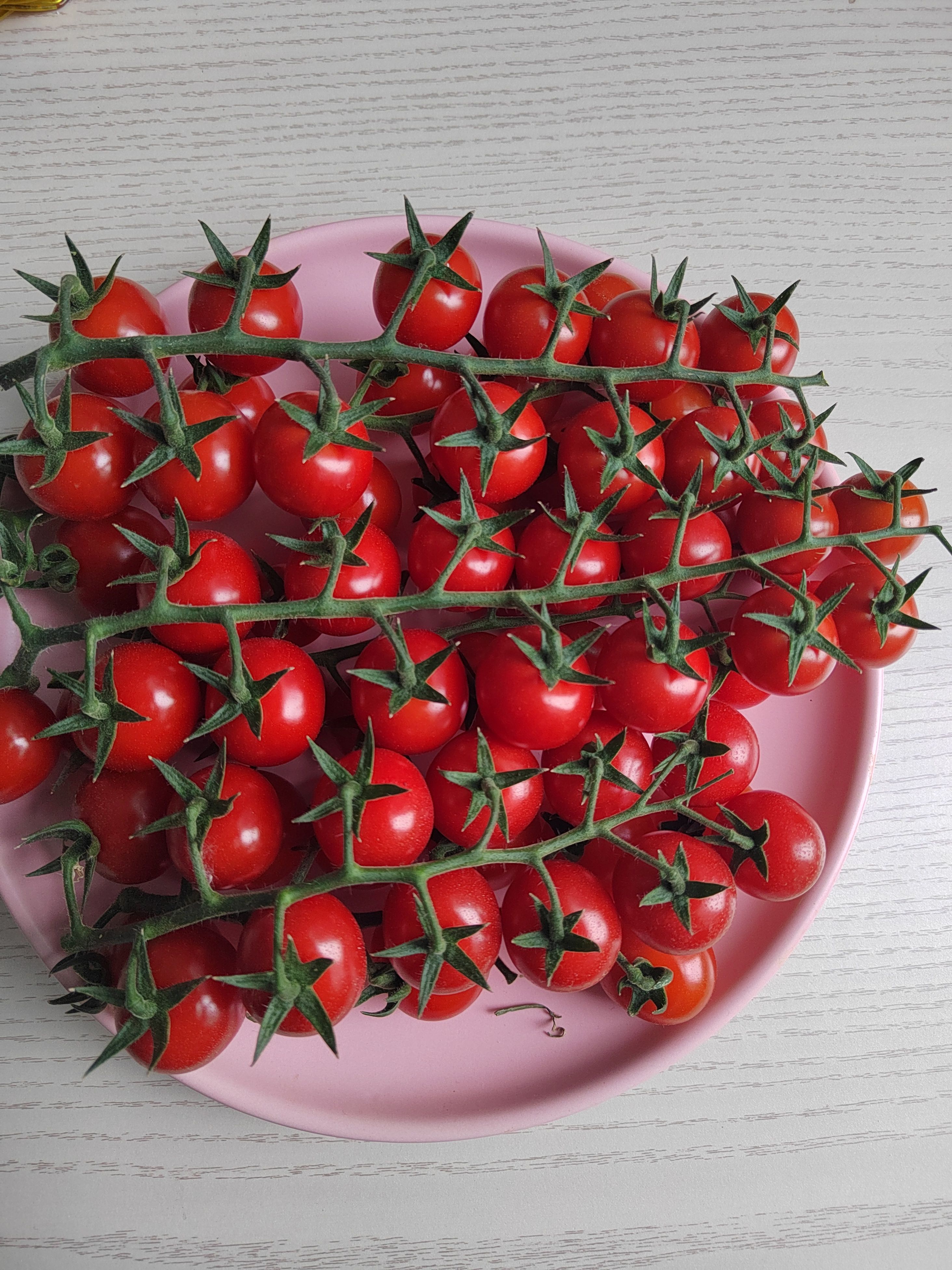 凤台县串收小番茄，樱桃小番茄，串番茄，