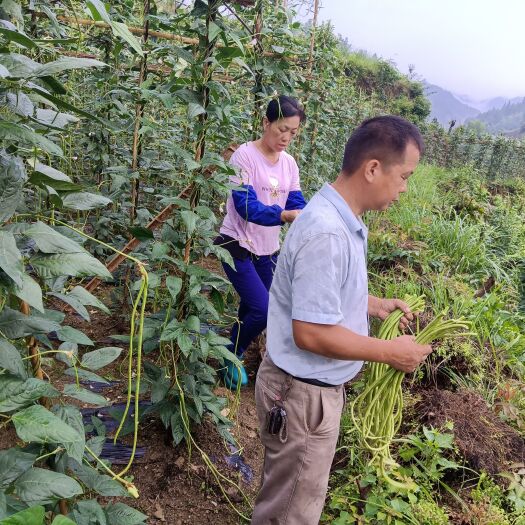 融水县豆角
