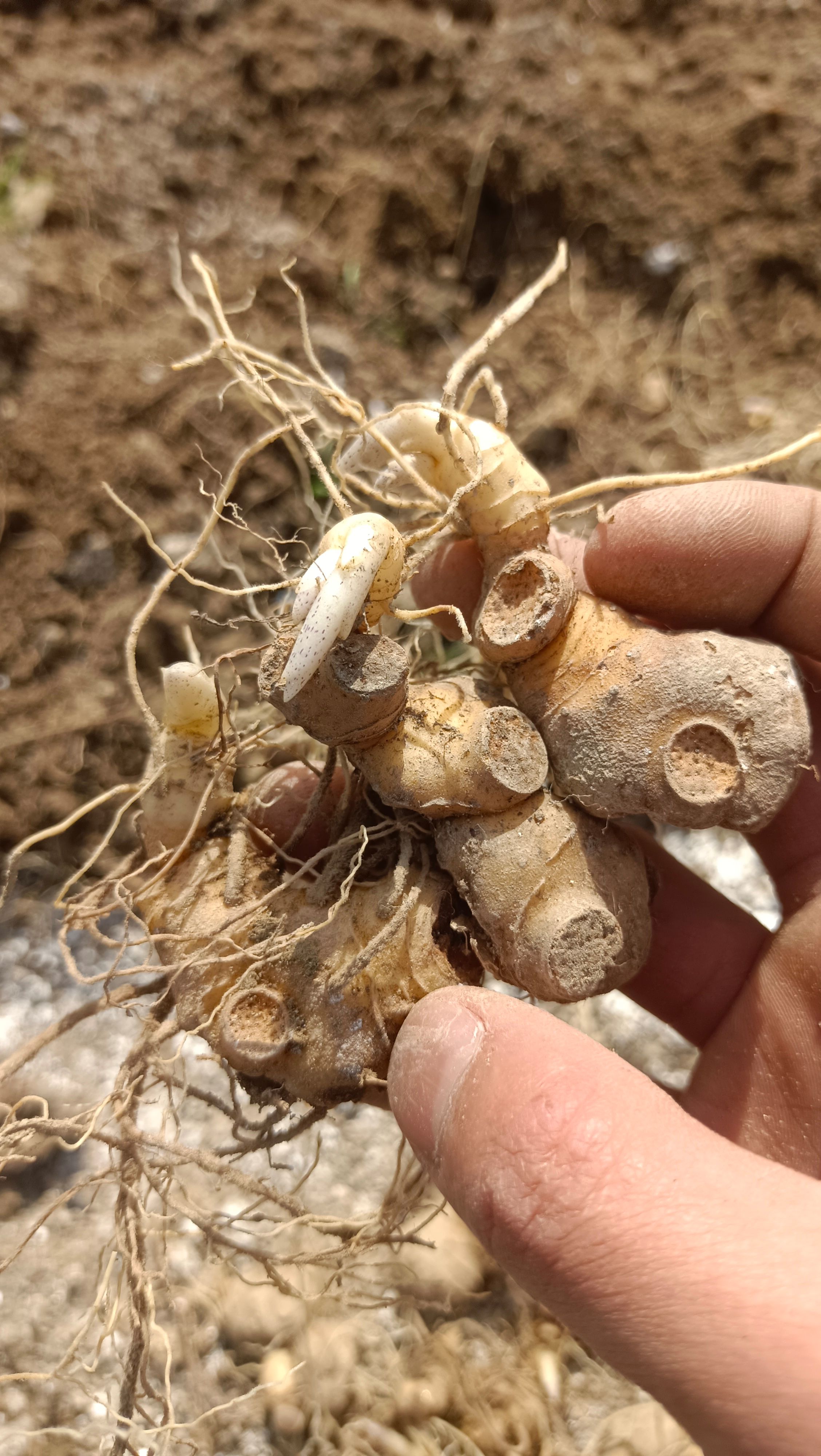 绥宁县黄精种苗，多花姜型黄精，基地直供，提供技术指导