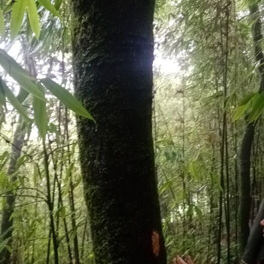 盐津县黄柏皮