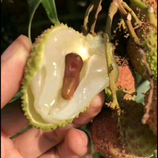 灵山县【亏本冲量中.】6斤现货现发海南荔枝新鲜妃子笑包邮孕妇水果肉