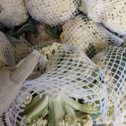通许县菜花   通许精品松花菜  产地直发  一手货源  欢迎咨询