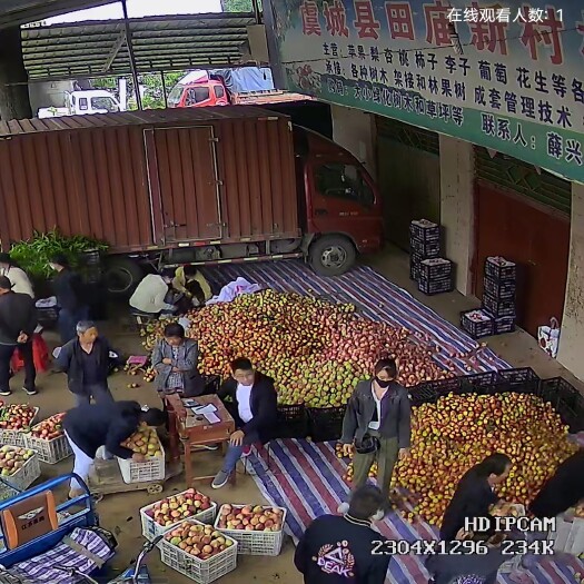 虞城县各种油桃毛桃