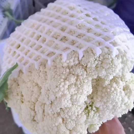 张北县张北县青梗散花 松花菜 小米粒菜花 白花菜