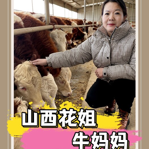 六百斤西门塔尔母牛