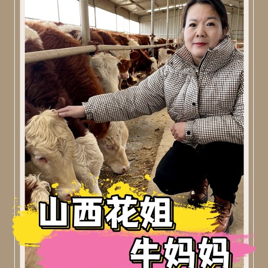 忻州六百斤西门塔尔母牛