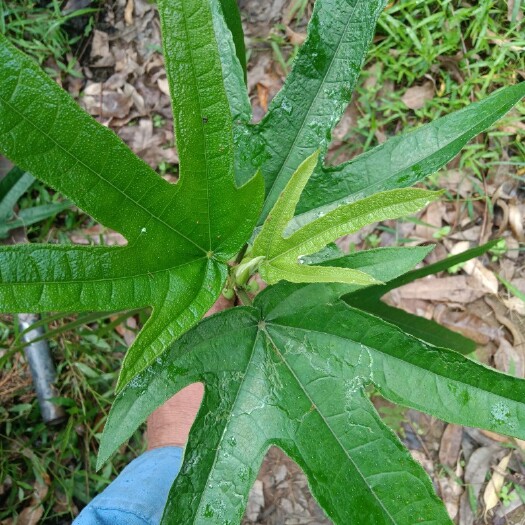 怀集县纯正五指毛桃，欢迎各位家人们下单！