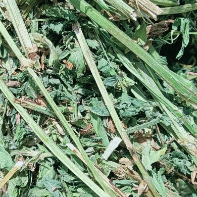 察布查尔苜蓿草，到客户那里录的视频