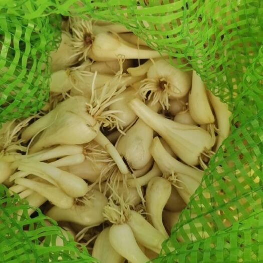 贵港水晶荞头