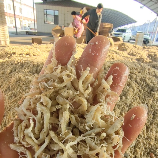 滨州节头鱼！饲料鱼！虾饲料，喂蟹鱼鸡鸭鹅都可以！自家渔船上的货