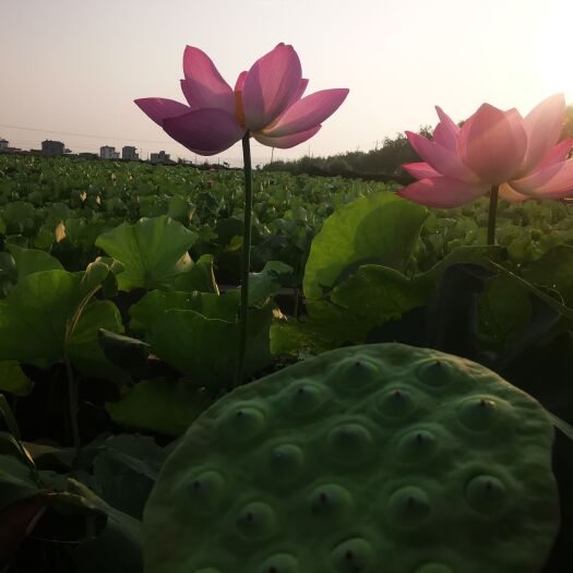 弥勒市荷花莲花莲盘莲子莲藕种苗