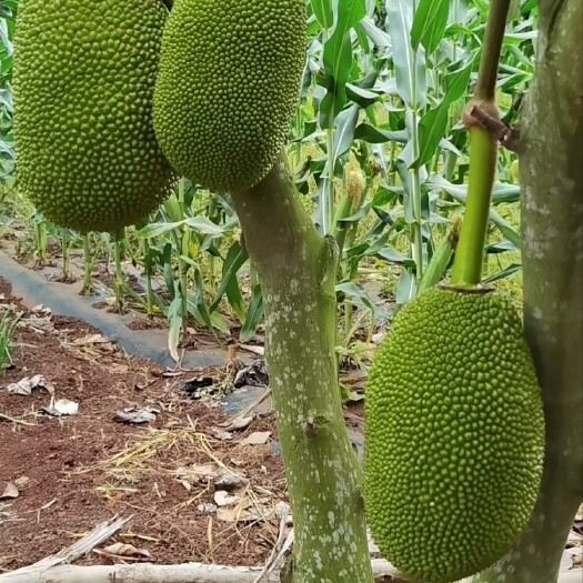 临高县泰8菠萝蜜
