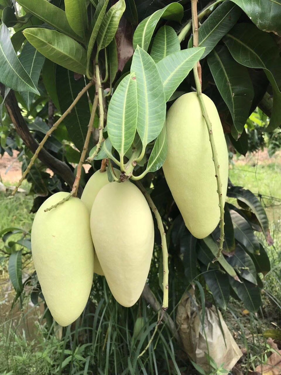 寧明縣佳鮮果業(yè)