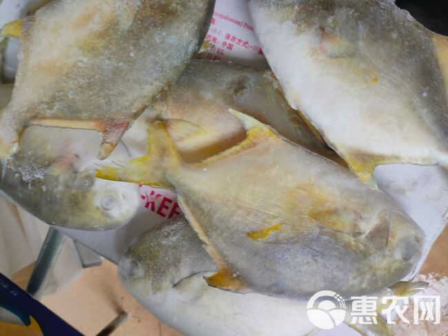 500/600规格单冻金鲳鱼 金昌鱼长期有货合适餐饮门店使用