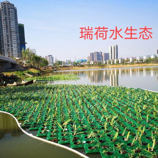 安新县生态浮岛组装种植 生态浮床 水生植物种植 净化水质
