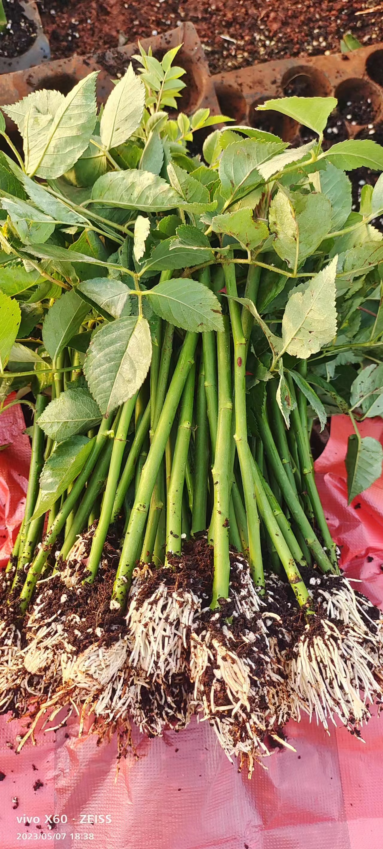 昆明花中情花卉园艺苗圃