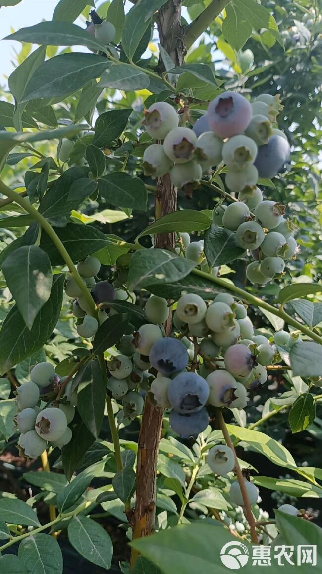 山东露天蓝莓大量上市