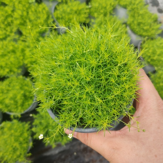 青州市爱尔兰鲜台草