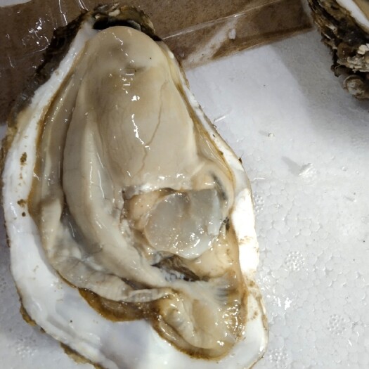 大连大连生蚝 三倍体 渤海冷水蚝 甜蚝