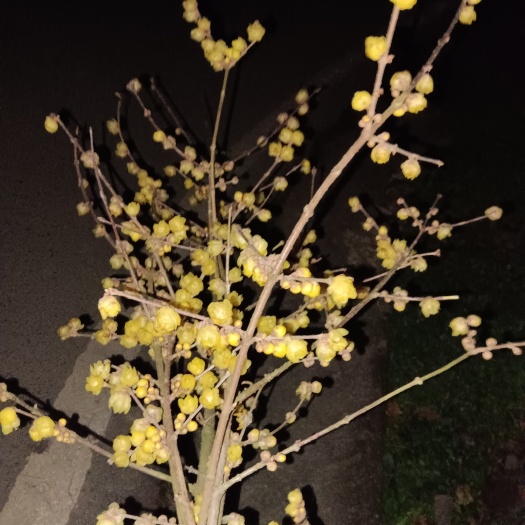 华蓥市波尔山羊