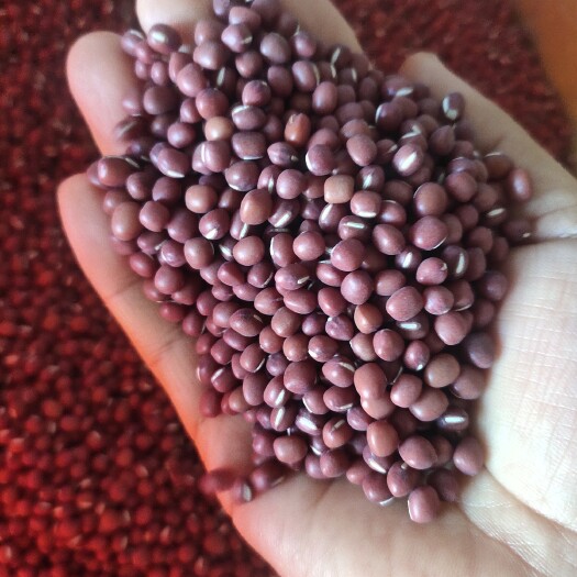 黑龙江大庆市林甸县农家自产珍珠红小豆，抛光或不抛光