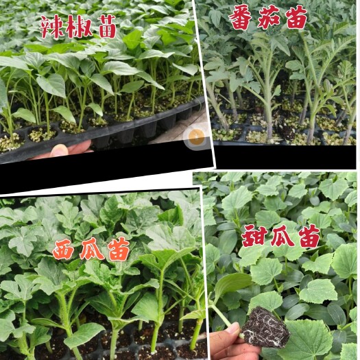 寿光市各种蔬菜瓜果种苗，品种全，质量高，服务好，价格实惠，欢迎合作