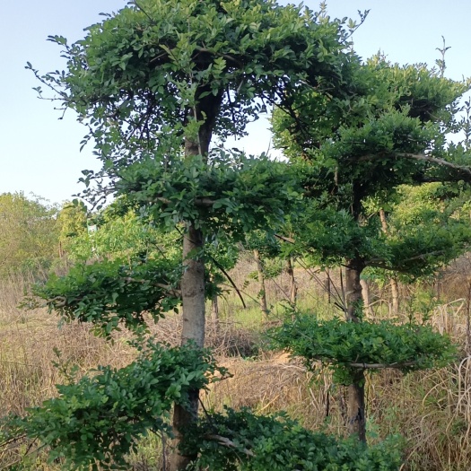 孝昌县8-10公分造型对节白蜡