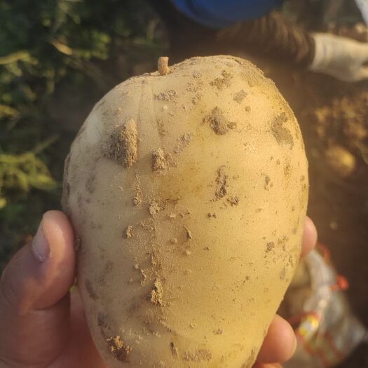 博爱县基地土豆大量供应中，电商，市场，商超直供