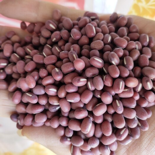 黑龙江农家自产优质红小豆，抛光或不抛光小粒瑞风一