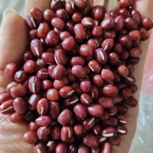 东北产区新粮优质红小豆，大粒农安红