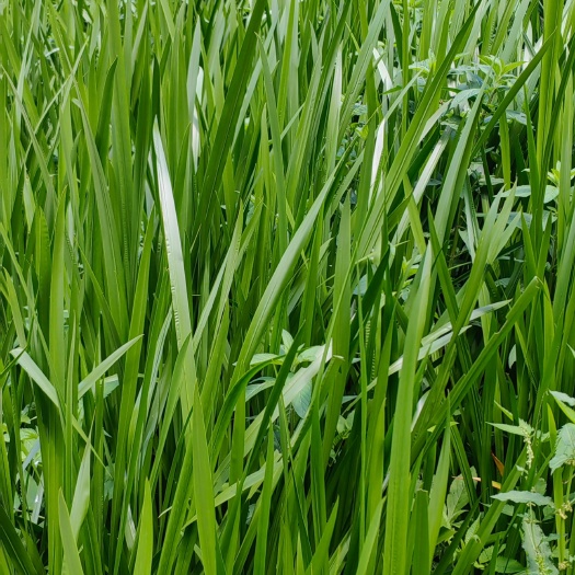 端午节水菖蒲专用水菖蒲种苗基地供应货源稳定