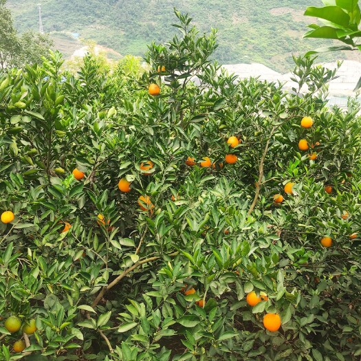 兴山县宜昌4万斤伦晚