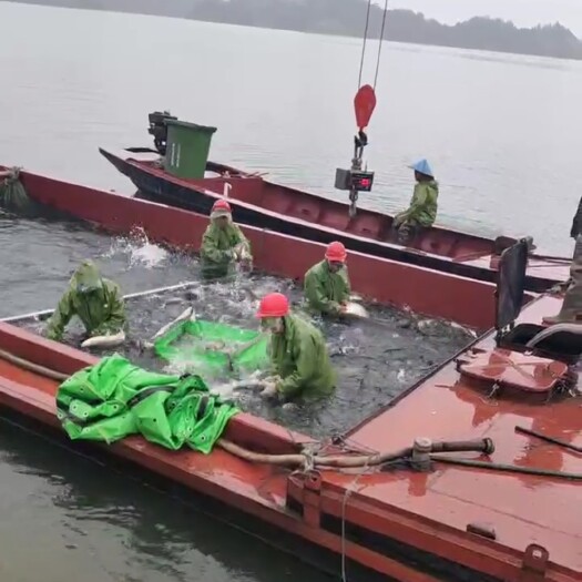 南城县花白鲢，稳定供应，量大从优