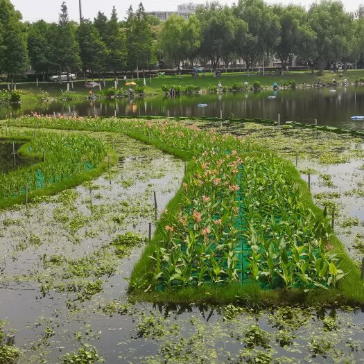 安新县生态浮岛