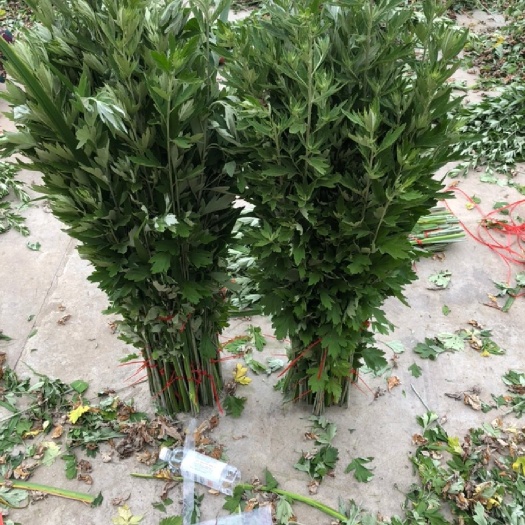 长丰县大量新鲜艾草批发
